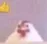 ncanary