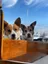 killercorgi