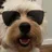 teldog
