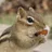 chipmunkxp