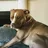 kanethepitbull