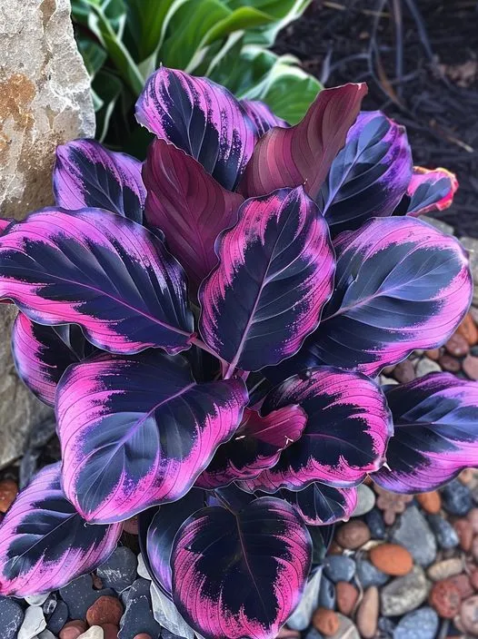 25 Seeds Purple Tip Calathea Couture Flower Indoor or Outdoor Beautiful ...