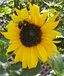 sunfloweracres