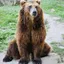 snoring_bear